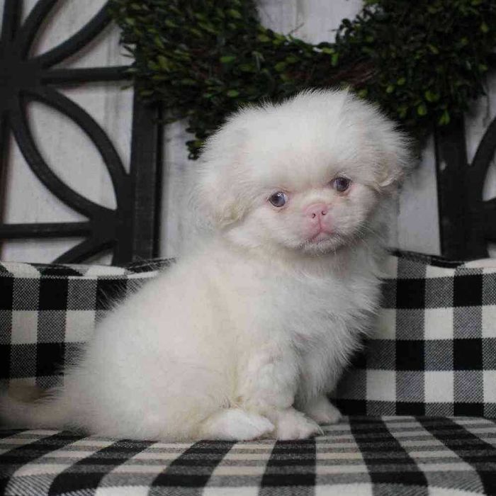 Большая редкость щенки пекинеса в окрасе пинк! Альбинос!