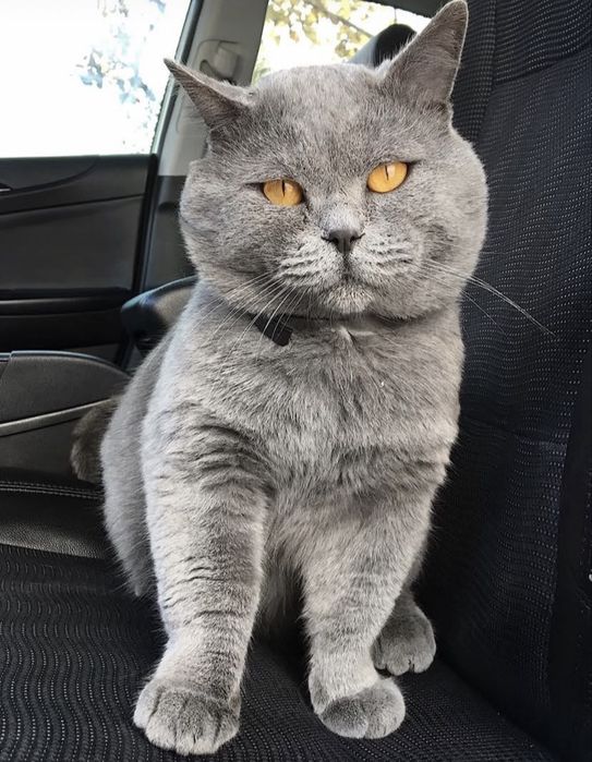 Британські кошенята