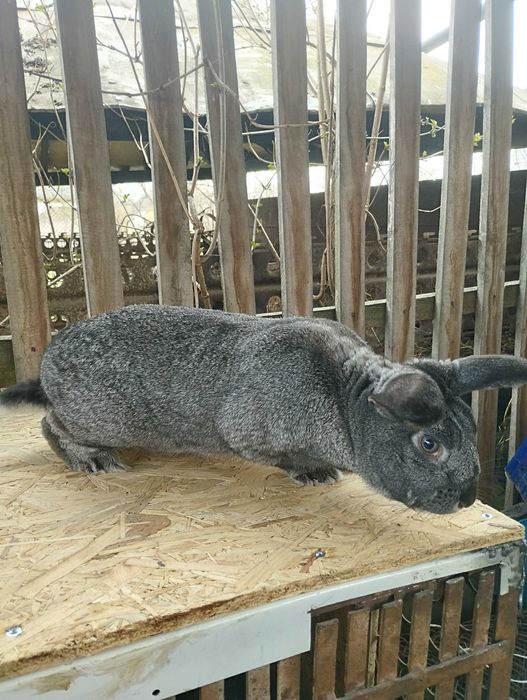 Молодий робочий самець