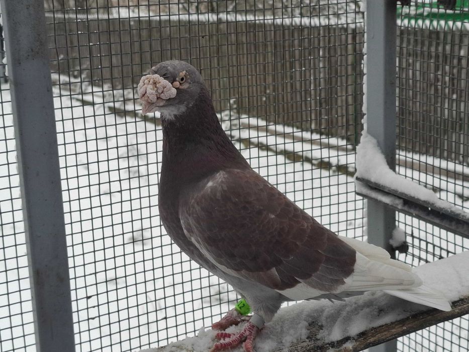 gołębie     staropolskie