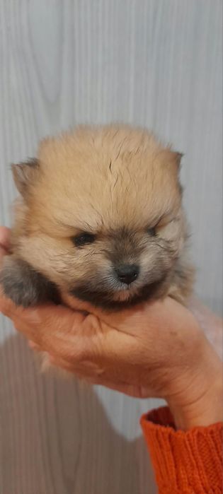Szpic miniaturowy pomeranian