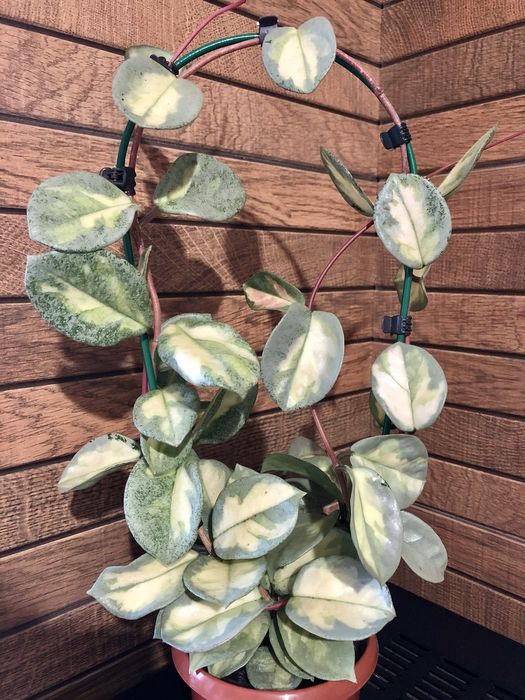 Hoya cv. Argentea “ Princess” .  Хойя.