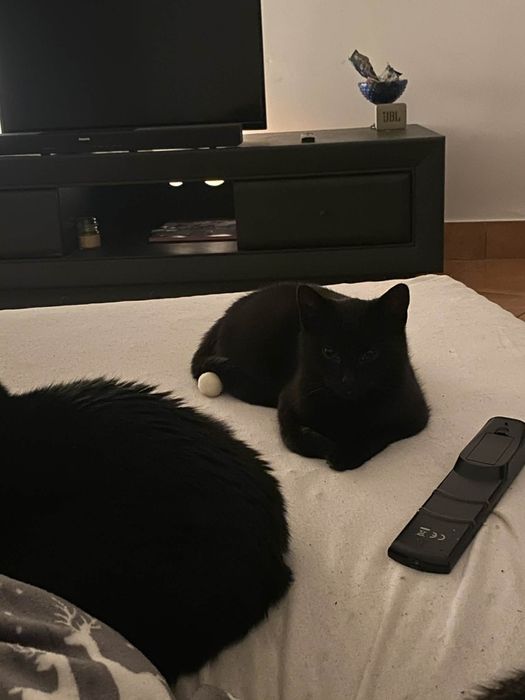 Piękny czarny Tymbark potrzebuje domu