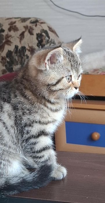Шотландські кошенята