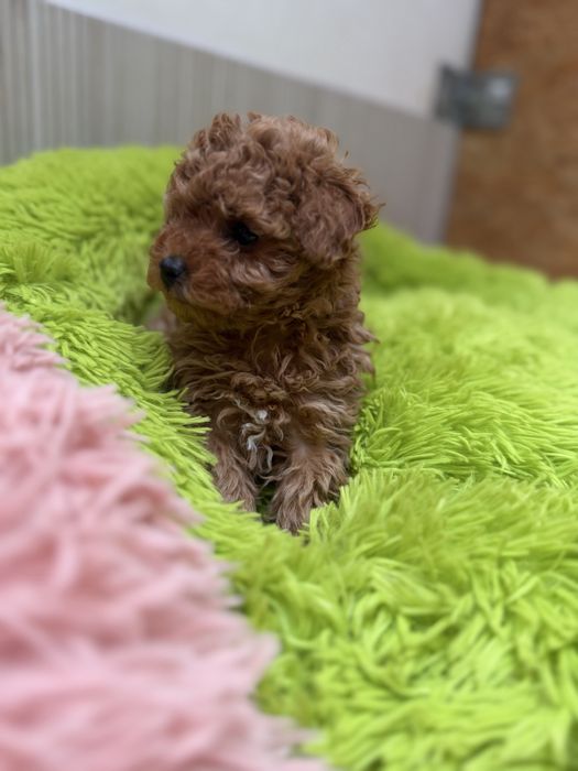 Pudel toy śliczny piesek