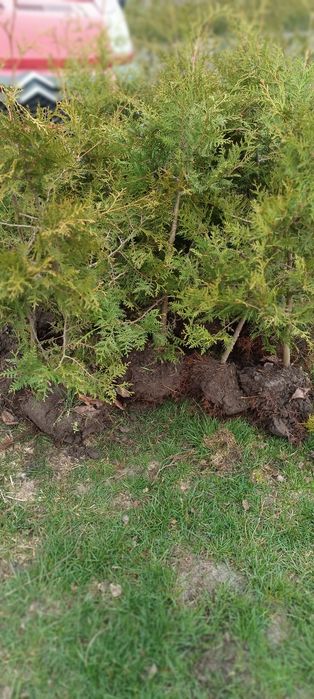 Tuja Brabant 80-150cm Promocja!