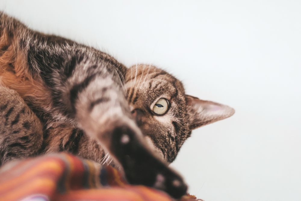 Кошка. Кішечка. Кошка. Киця. Кішка.