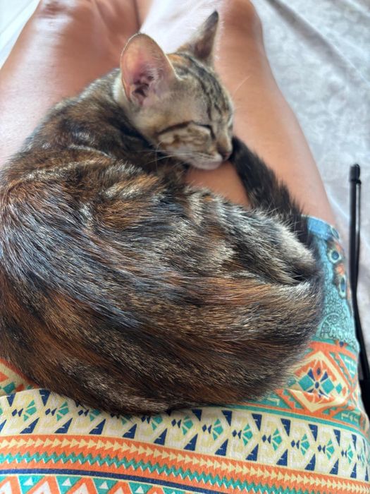 Adoção Conjunta: 2 irmãos inseparáveis Tom e Nina