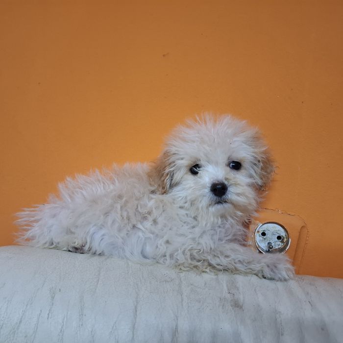 Maltipoo   śliczny piesek