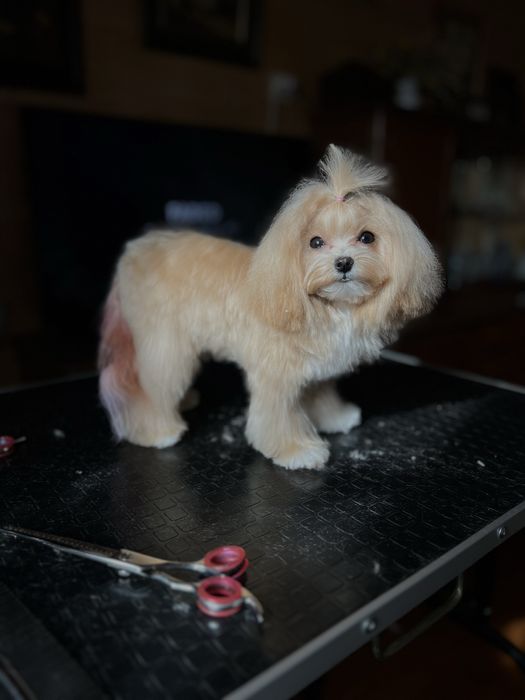 Підрощена супер мікро дівчинка 9 місяців мальтипу