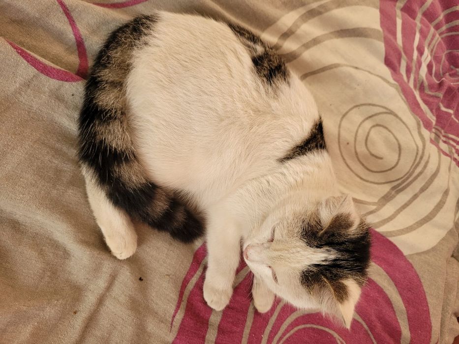 Kot kotka kociąt za darmo