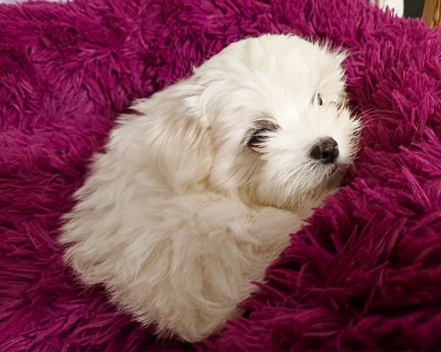 Maltańczyk suczka ZHPR szczenię malutkie