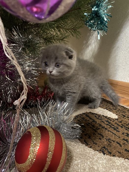 Блакитні красунчики