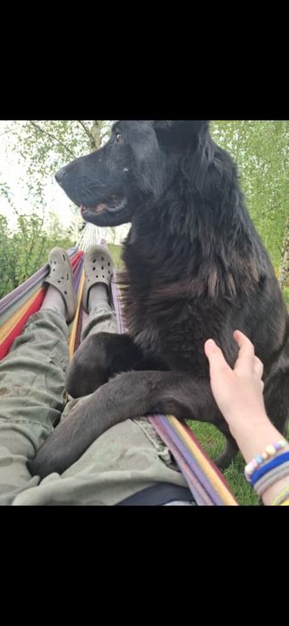 Owczarek niemiecki do adopcji 2 suczki