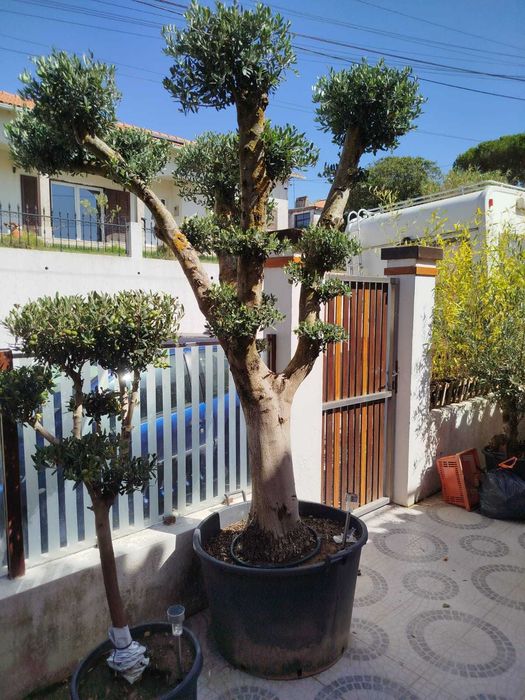 Oliveiras 40 anos