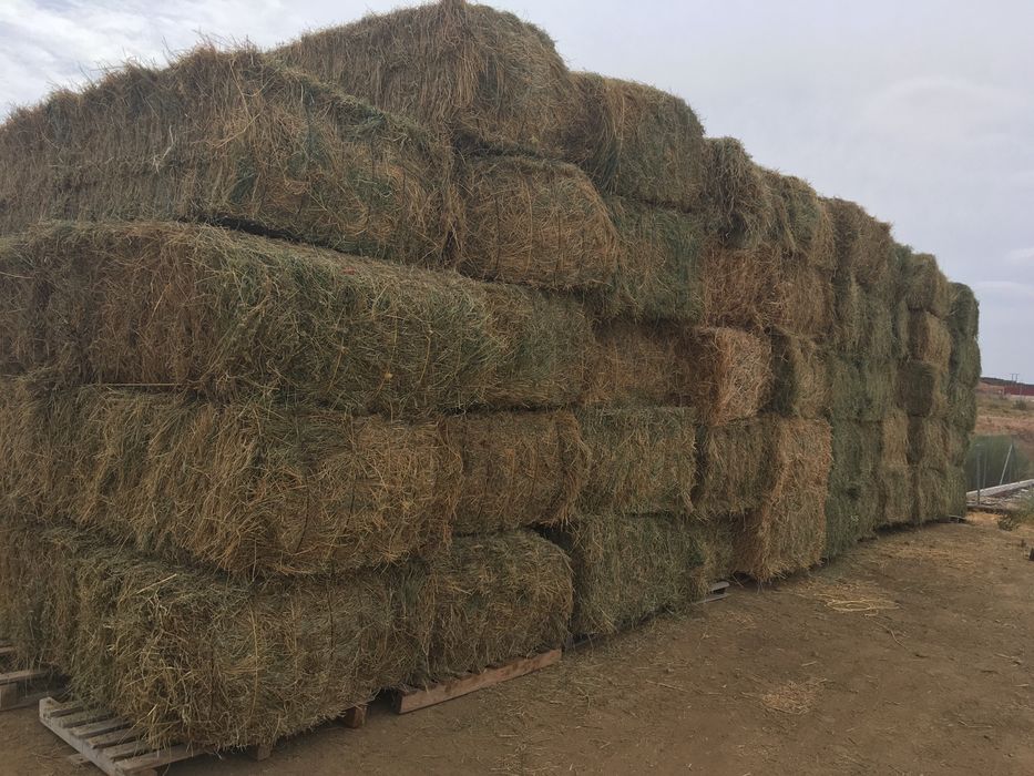 Fardos luzerna/Palha/feno