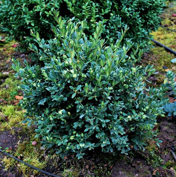 Bukszpan 'Green Mound' Buxus 058