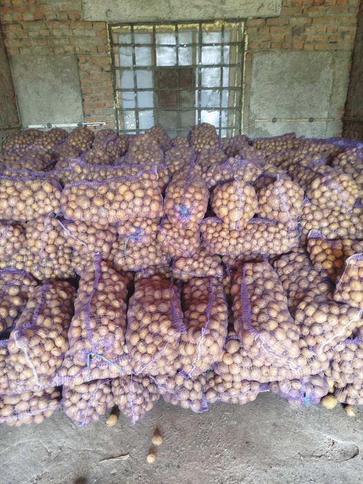 Продам відбірну картоплю