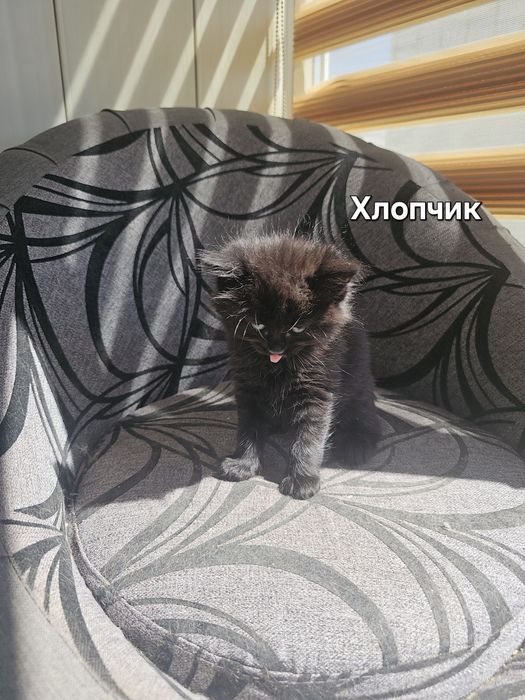 Кошенята в добрі руки