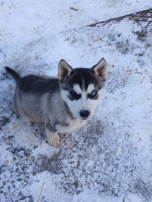 Хаски щенята!!!залишилась Одна дівчинка що на перших фото