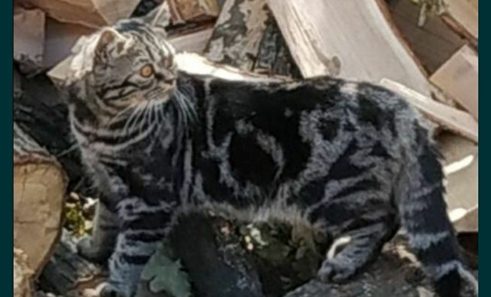 Вязка.Мраморный шотландский кот