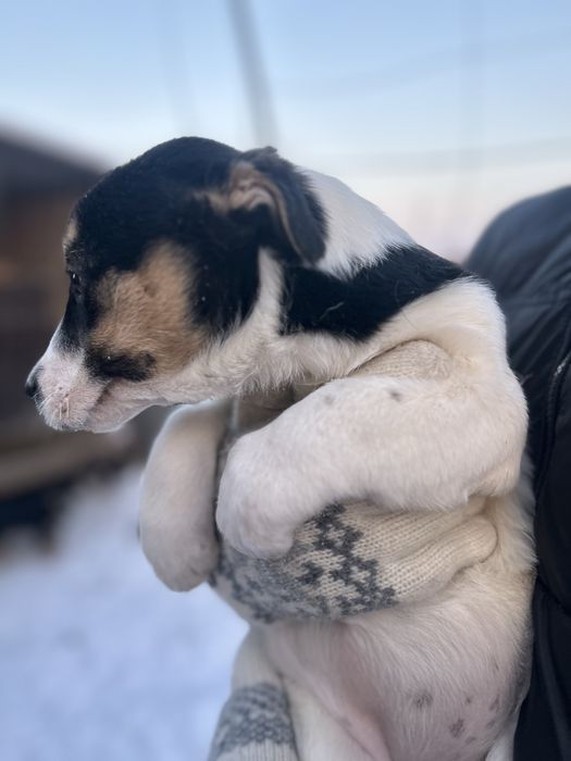 віддаємо собачок