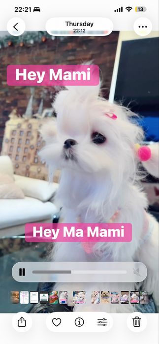 Toy Bichion Maltese