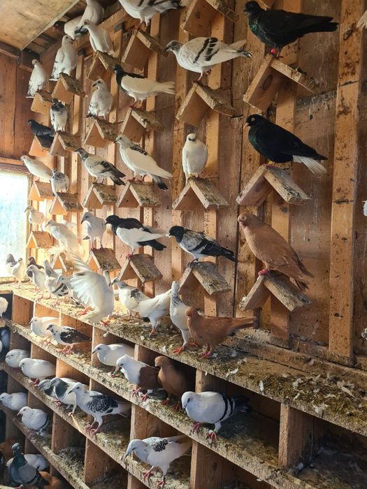 Sprzedam gołębie rasowe