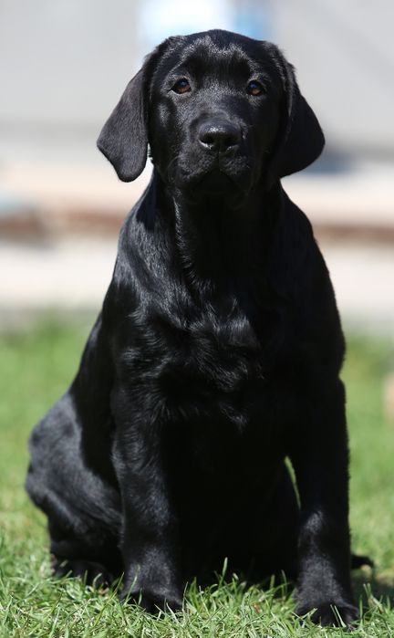 Лабрадор ретривер