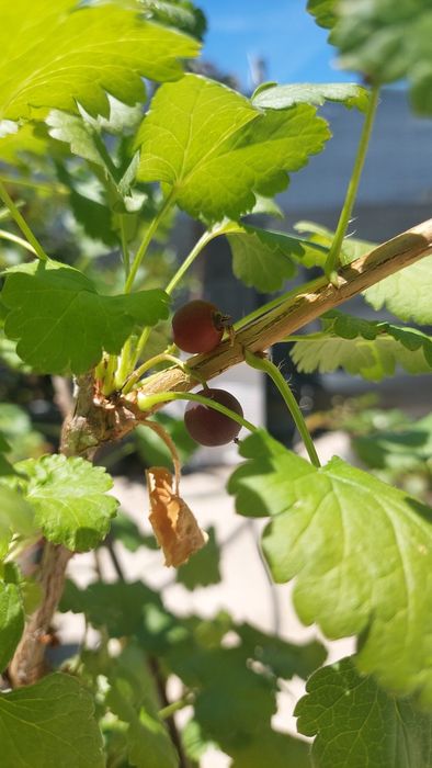 Árvores de fruto em vaso e morangueiros