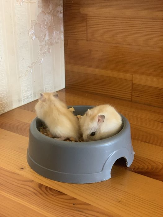 Хомяки, джунгарики