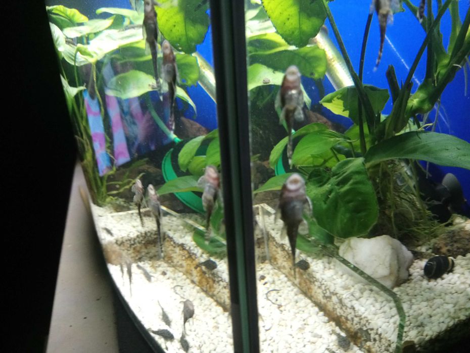 Molinezje rybki młode