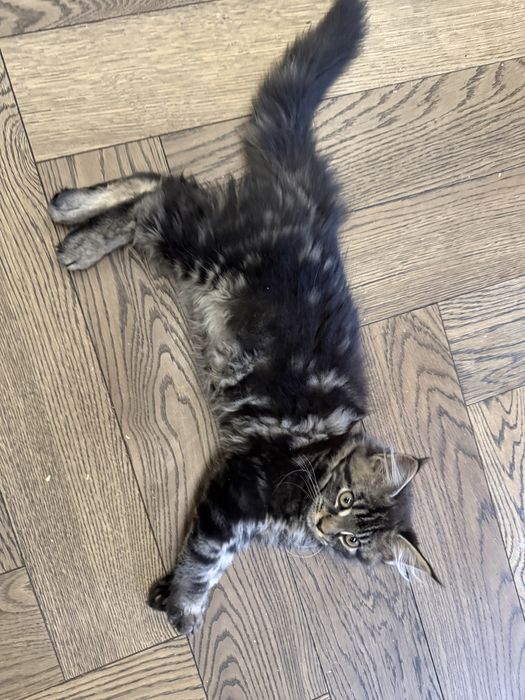 Kotka Fibi przepiekna Maine Coon