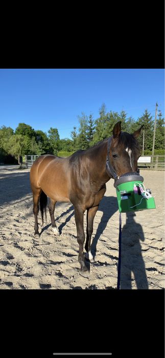 Zestaw do inhalacji dla koni klacz kantar ogłowie pony cob full