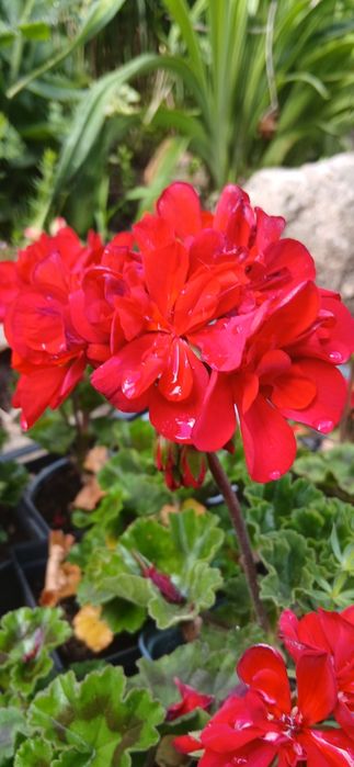 Sadzonki Pelargonii na balkon taras do doniczek lub na rabate kwitną do jesieni