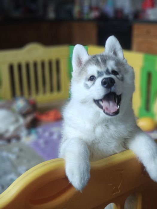 Щенок хаски, мальчик