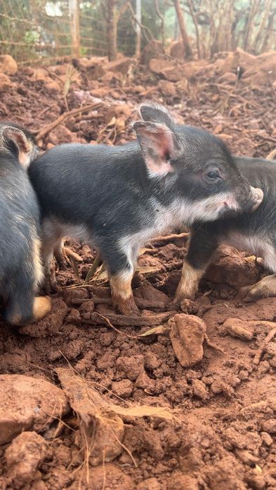 Porcos mangalitsa à venda