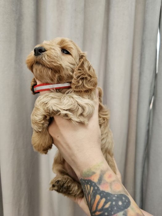 Cockapoo F1 Śliczna suczka -BADANIA