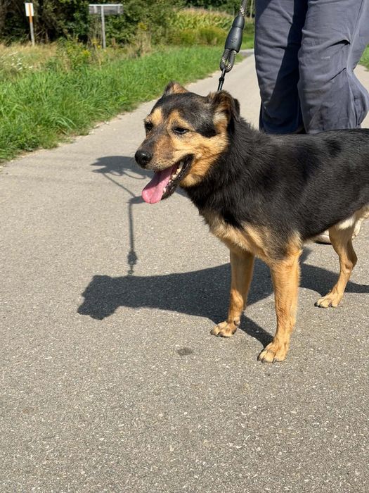 Niby bury, a jednak wesoły - mały Burek do adopcji