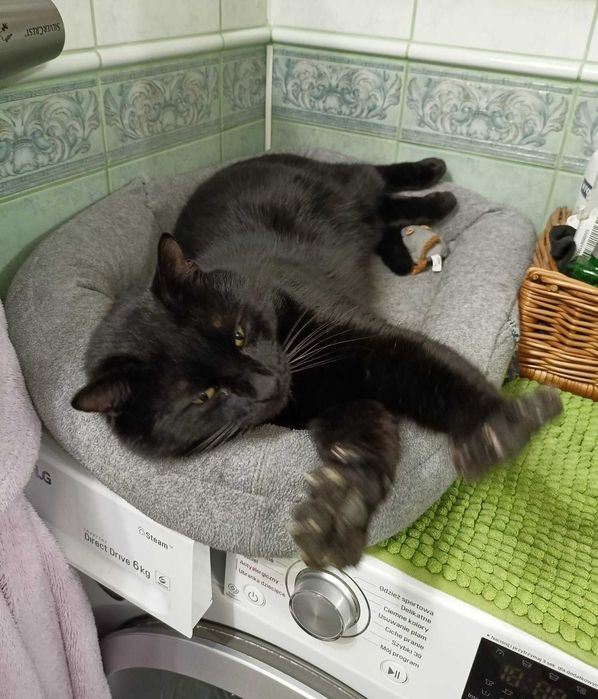 < 3  Gucio – kot, który patrzy w serce  < 3