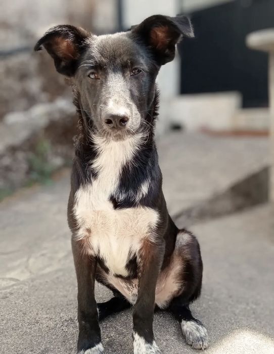 Cãozinho com 10 meses para adoção responsável
