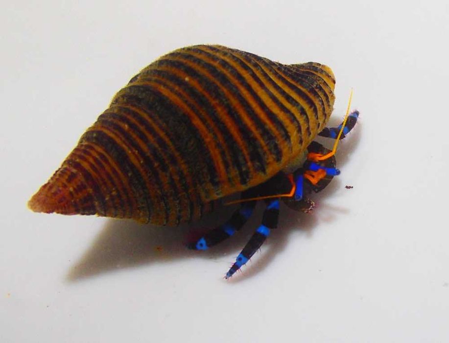 Calcinus elegans (niebieskonogi) - krab pustelnik - akwarium morskie