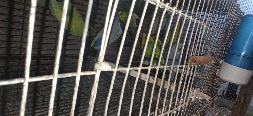 Periquitos Adultos
