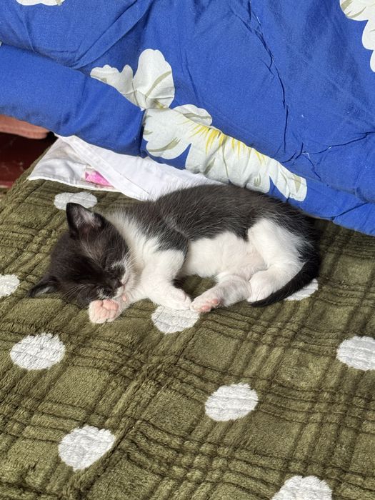 кошеня дівчинка