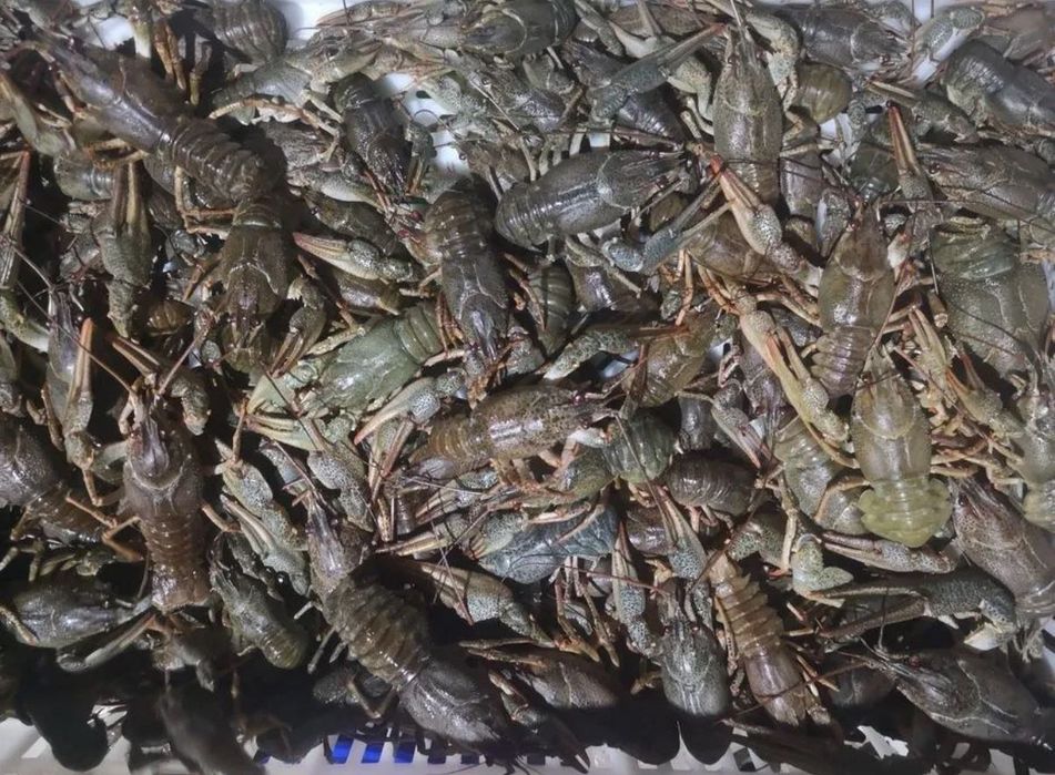 Продам живий рак оптом вид 5 кг