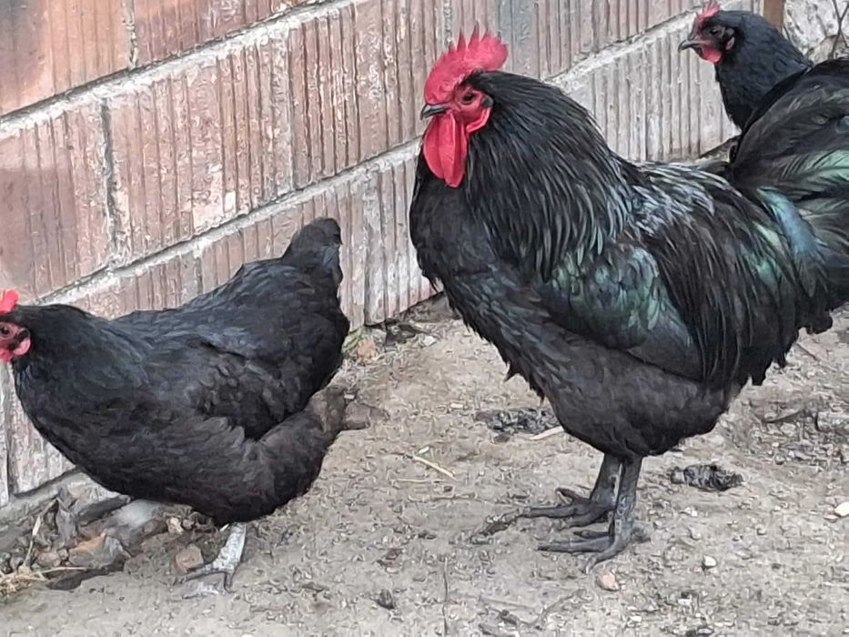 Jaja lęgowe kur australorp czarny