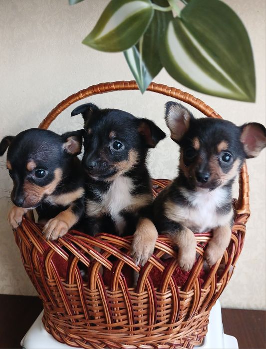 Супер той-тер'єрчики