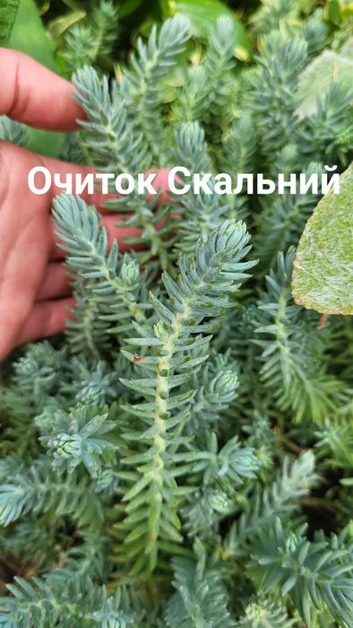 Багаторічні грунтопокривні