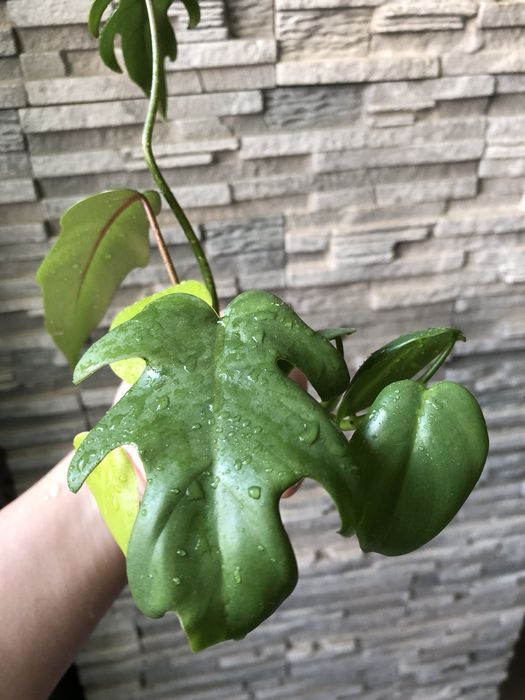 Продам красивый набор филодендронов либо по отдельности)!