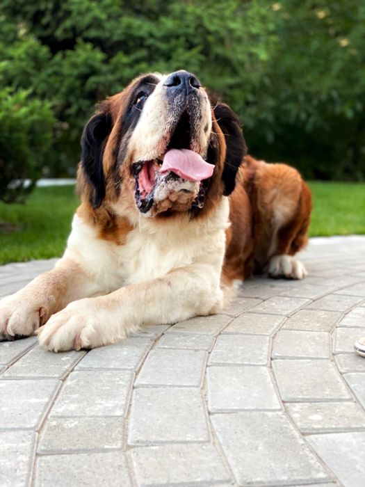 Сенбернар цуценя Дівчинка